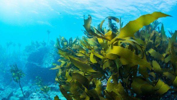Logran un acuerdo histórico para la preservación de los océanos y la biodiversidad