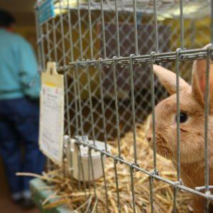 Marcas libres de maltrato animal: una ONG certifica cuáles son cruelty free