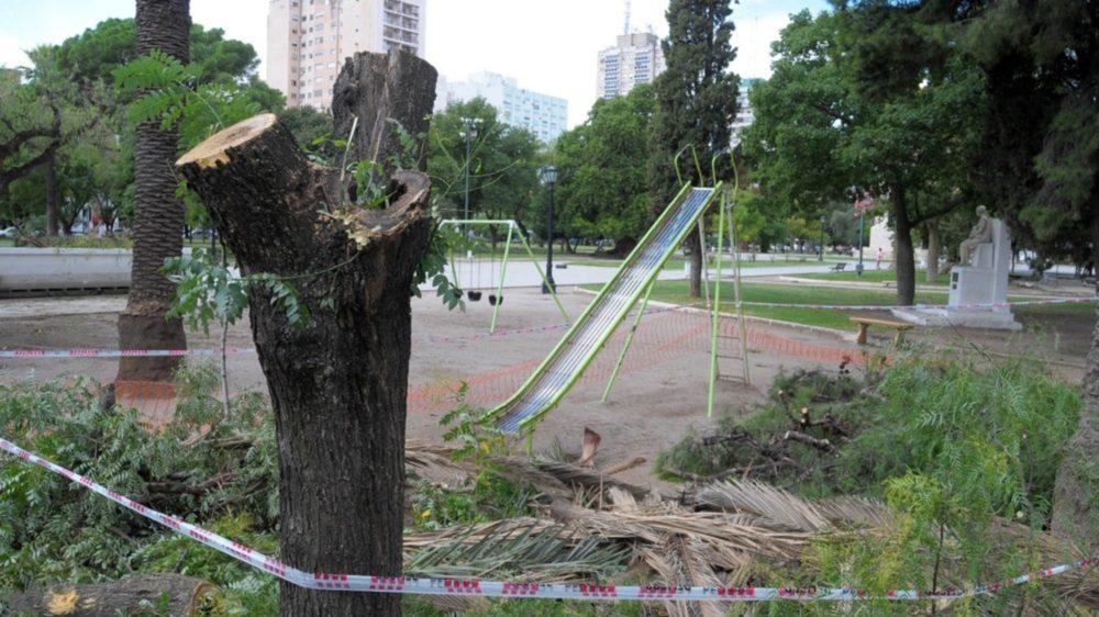 Denuncian la muerte de casi mil árboles en espacios públicos porteños