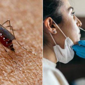 Qué es el coronadengue, la enfermedad que circula en Argentina: síntomas y qué cuidados se deben tener