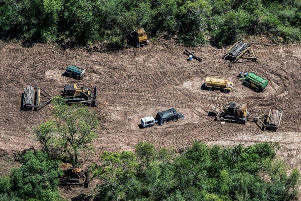 Chaco: la Justicia ordenó la suspensión “inmediata” de todos los desmontes