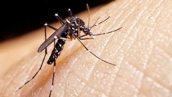Cambio climático: la dura advertencia de la OMS sobre el dengue