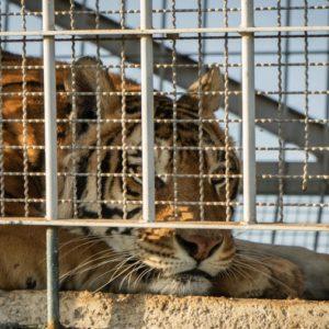 Ambiente envió un proyecto de bienestar animal al Congreso: los puntos centrales
