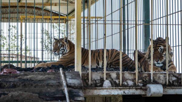Rescataron a 4 tigres de bengala que fueron abandonados por un circo en un vagón de tren