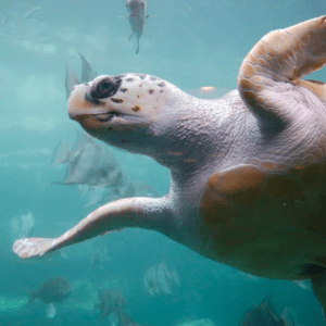 La contaminación acústica produce sordera en tortugas marinas: cuáles serían las consecuencias