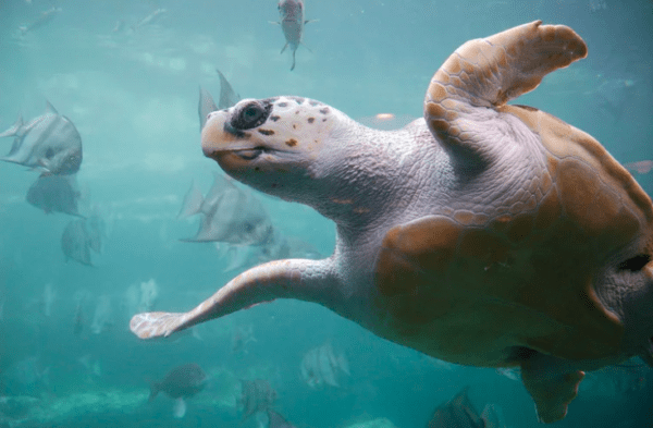 La contaminación acústica produce sordera en tortugas marinas: cuáles serían las consecuencias