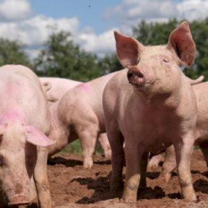 Identificaron el significado del gruñido de los cerdos con Inteligencia Artificial: qué determina en su estado de salud