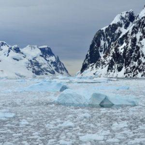 Misterio en la Antártida: encontraron un extraña especie a 900 metros de profundidad aferrada a una roca