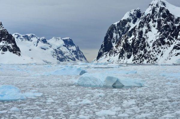 Misterio en la Antártida: encontraron un extraña especie a 900 metros de profundidad aferrada a una roca