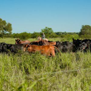 Qué empresa es la primera en producir carne bajo huella de carbono negativa en Argentina