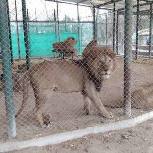 Tráfico de animales: la Justicia falló a favor de Ambiente por una denuncia contra el Zoo de Luján