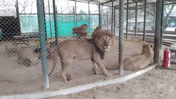 Tráfico de animales: la Justicia falló a favor de Ambiente por una denuncia contra el Zoo de Luján
