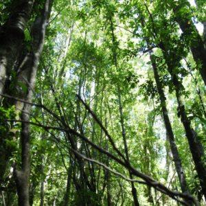 El carbono forestal, el nuevo comodity indispensable para la economía argentina