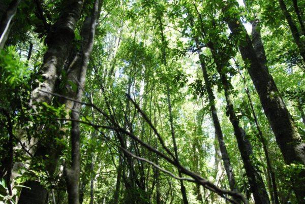 Menos del 30% de los bosques productivos tienen cobertura frente al cambio climático
