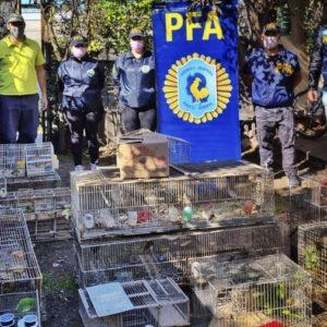 Mar del Plata: rescataron cerca de 100 aves ofertadas ilegalmente en Facebook