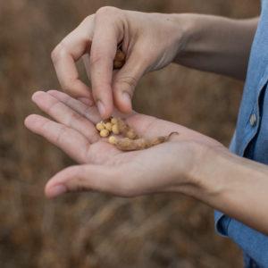 Cargill revela informe que muestra innovación y sustentabilidad junto a la producción de soja
