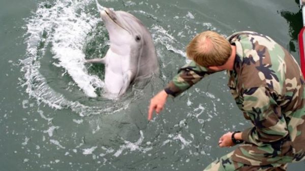 Conflicto bélico: Rusia desplegó delfines militares en su base naval del Mar Negro