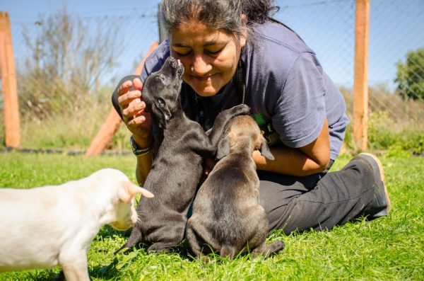 Crean la primera plataforma online de adopción de perros en Argentina, ¿cómo funciona?