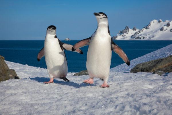 Ofrecen sueldo en dólares por contar pingüinos en la Antártida: cuáles son las condiciones para aplicar al trabajo