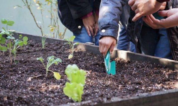 Solo el 5% de los hogares urbanos tiene una huerta o cría animales para el consumo familiar