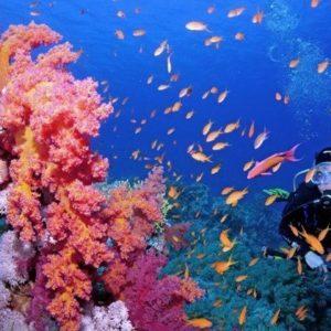 Los arrecifes de coral pueden desaparecer, ¿por qué deberíamos preocuparnos?