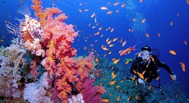 Alerta mundial: los arrecifes de coral pueden desaparecer, ¿por qué debemos preocuparnos?