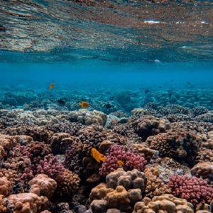 Así Eau Thermal Avène se compromete con la biodiversidad en Argentina