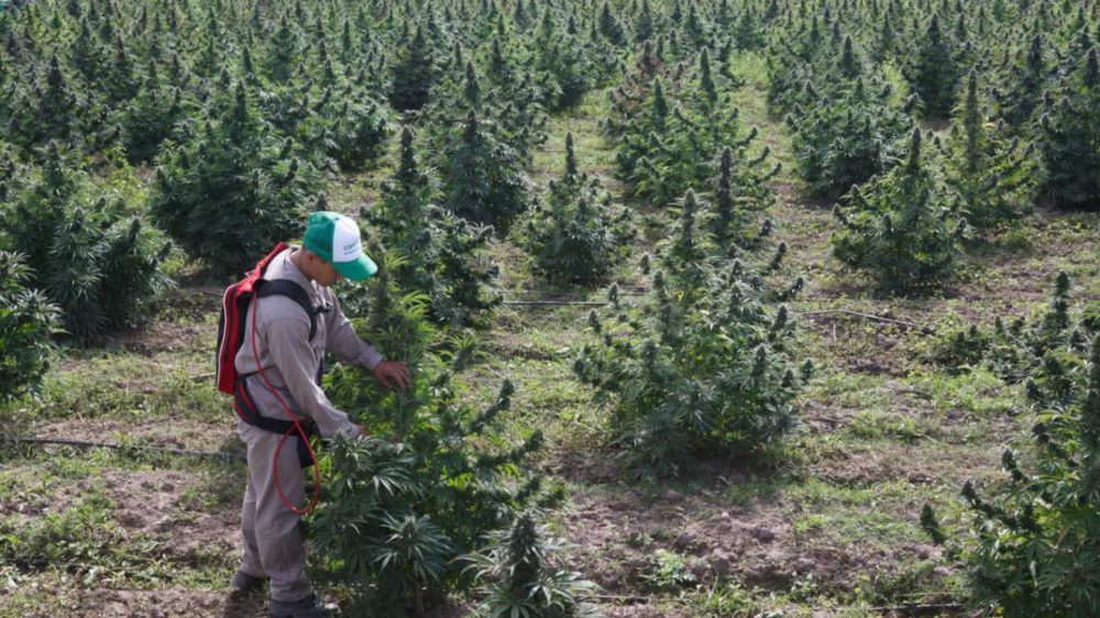 La empresa estatal Cannava inició la cosecha de cannabis medicinal "más importante de Latinoamérica"