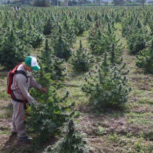 La empresa estatal Cannava inició la cosecha de cannabis medicinal «más importante de Latinoamérica»