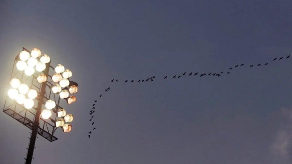 La contaminación lumínica perjudica la migración de las aves, según un estudio