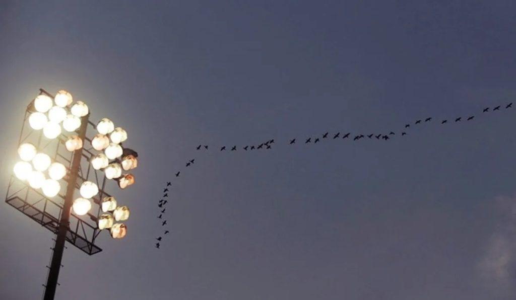 La contaminación lumínica perjudica la migración de las aves, según un estudio