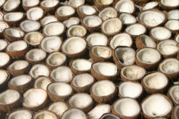 ¿Madera por cáscaras de coco? Crean pallets biodegradables y buscan salvar millones de árboles