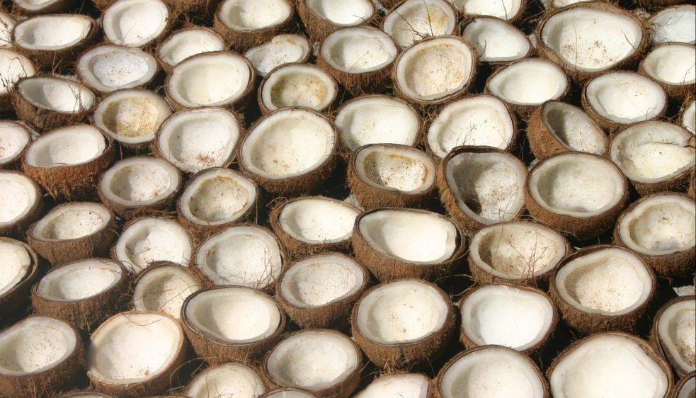 ¿Madera por cáscaras de coco? Crean pallets biodegradables y podrían salvar a millones de árboles al año
