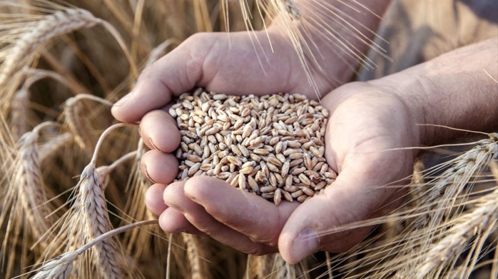 Investigadores argentinos desarrollaron un calculador de huella de carbono para el trigo