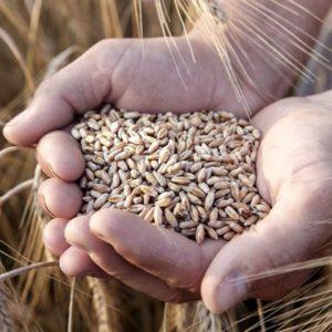 Profertil lanzó dos manuales para la sustentabilidad de la cadena del trigo