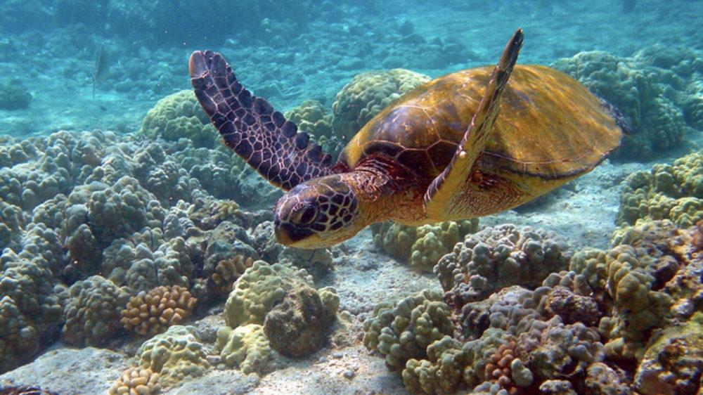 Los gases de efecto invernadero pueden provocar extinción de la biodiversidad marina