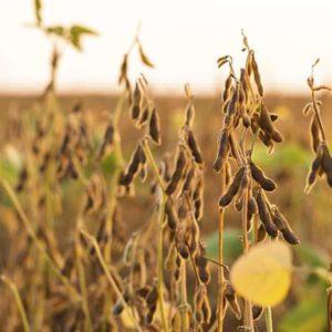 Fondo cercano a Cargill financiará la producción de soja sustentable