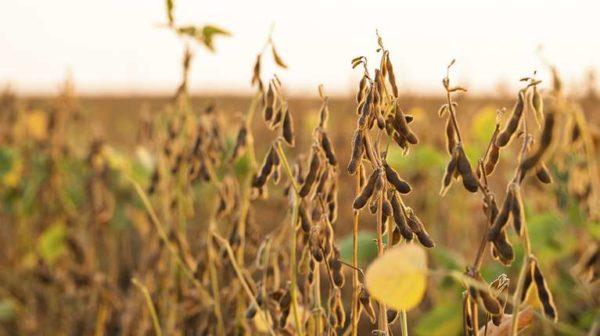 Fondo cercano a Cargill financiará la producción de soja sustentable