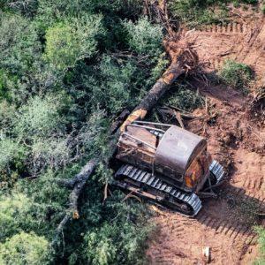 Argentina recibió USD 82 millones por la reducción de la deforestación en 4 puntos del país