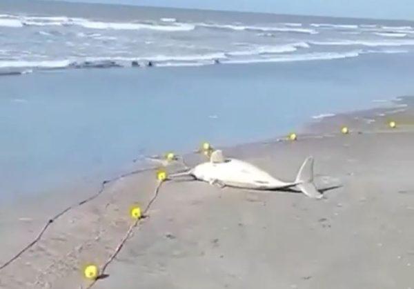 Video: pescó un delfín en peligro de extinción y se lo llevó