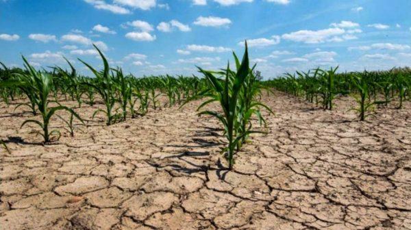 Hay 140 millones de hectáreas afectadas por sequías en Argentina