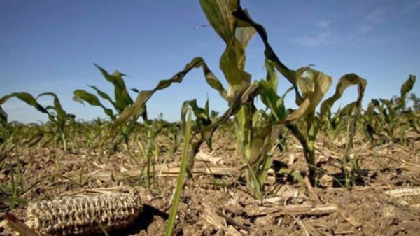 El área en sequía se incrementó en 10 millones de hectáreas durante agosto en Argentina