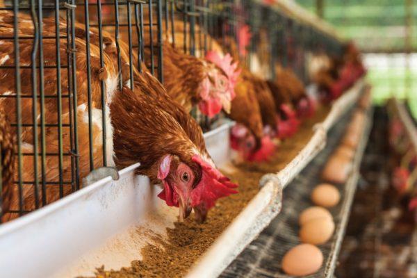 La industria avícola argentina, entre las más sustentables del mundo