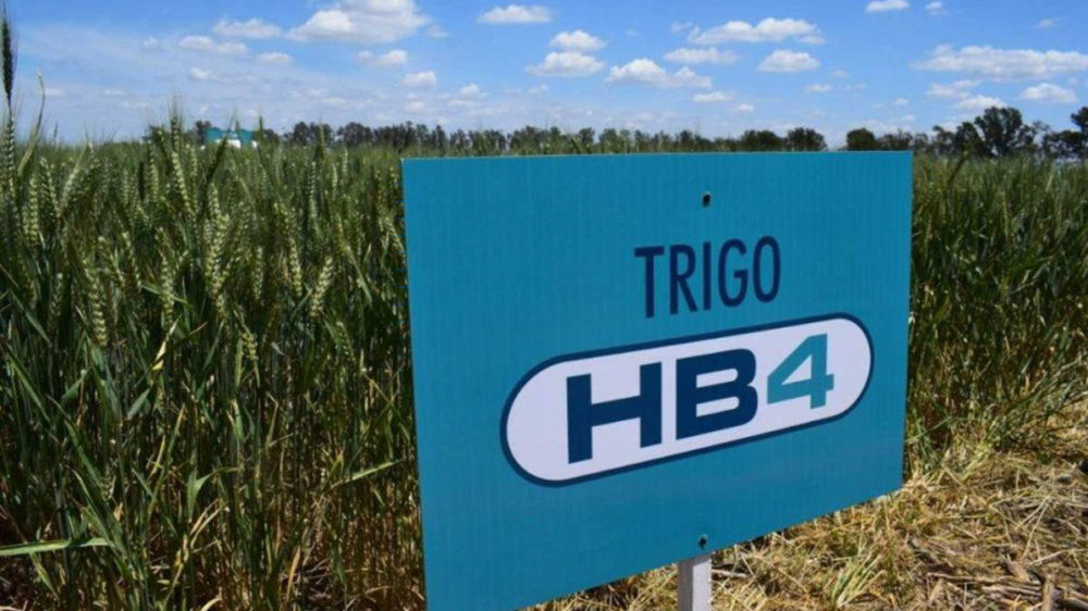 Aprueban la siembra en el país de trigo transgénico HB4 tolerante a la sequía