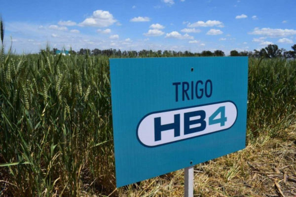 Aprueban la siembra en Argentina de trigo transgénico HB4 tolerante a la sequía