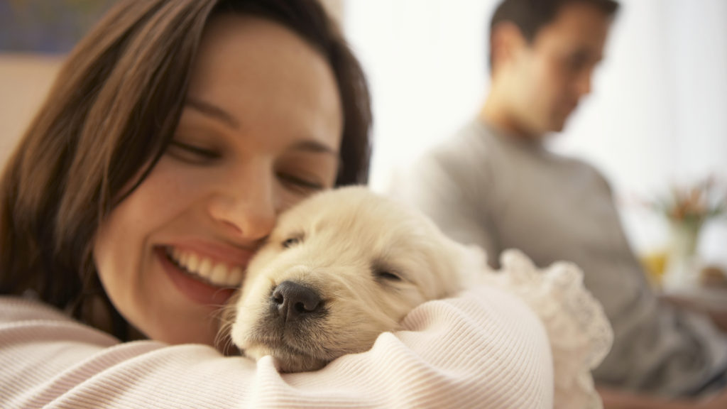 Esta empresa brinda seguros para perros y gatos en Argentina, ¿cómo funciona?