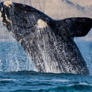 Registraron por primera vez el viaje migratorio de una ballena franca austral con cría