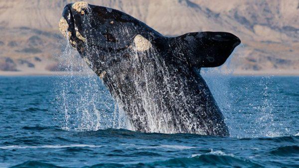 Registraron por primera vez el viaje migratorio de una ballena franca austral con cría