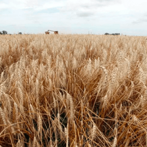 Nación lanzó un programa que aportará USD 550 millones para el desarrollo agroindustrial del Norte argentino