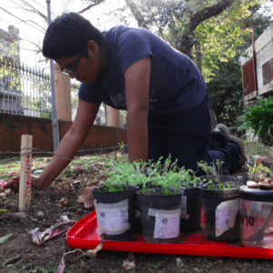 La nueva iniciativa de la Ciudad para que docentes y alumnos puedan sembrar sus propias verduras